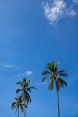 Obraz premium Beach palm trees with nice sky