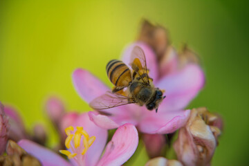 Honeybee