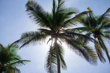 Obraz na płótnie Canvas Beach palm trees with nice sky