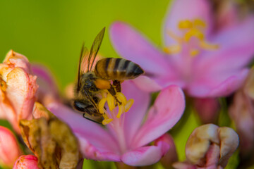 Honeybee