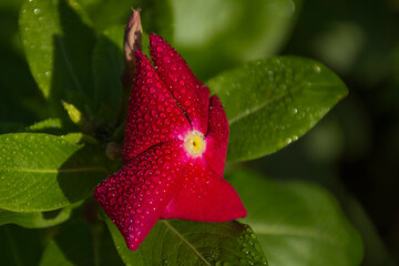 Rosy periwinkle flower