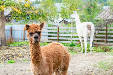 Obraz premium Portrait of a brown Alpaca on a farm.