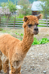 Obraz premium Portrait of a brown Alpaca on a farm.