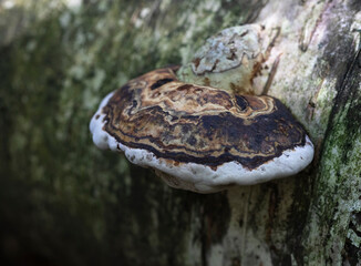 Old red-belted Polypore fungus  on rotten birch tree (fomitopsis pinicola)