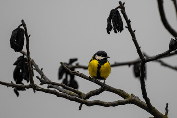 Great Tit (Parus major)