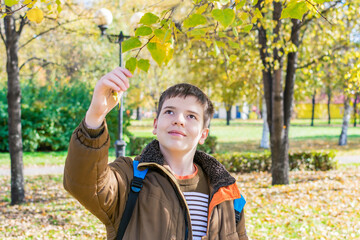 A teenage boy touches a tree branch and looks at the leaves in an autumn Park.