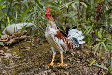 white fine rooster