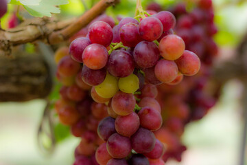 Purple grapes on grape vine
