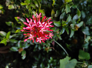 The pink flower of a Jugle geranium  blossom plant. Depicted as a single, light-pink Jugle geranium  blossom on stem