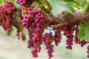 Purple grapes on grape vine