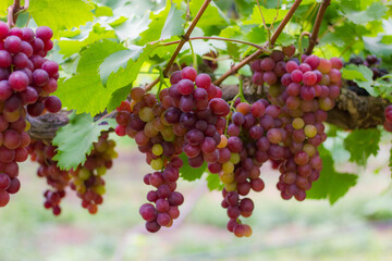 Purple grapes on grape vine