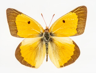 Orange Sulphur