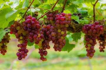 Purple grapes on grape vine