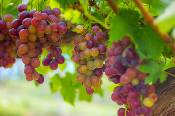 Purple grapes on grape vine