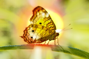 butterfly on a green leaf