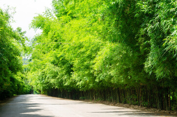 Tunnel of green bamboo forest sideways road