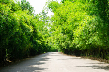 Tunnel of green bamboo forest sideways road