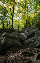 Trees and glacial rocks in the green forest at Arrowhead Park Ontario