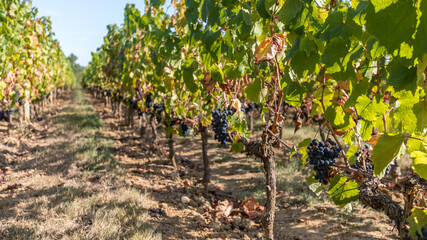 Fototapeta na wymiar Red grape vines in the vineyard in Saint-Emilion in France
