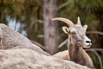 Obraz premium Female Bighorn Sheep