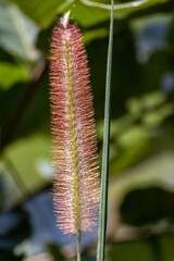 
Wild blade of grass, Northern Thailand