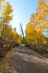 Obraz premium Vertical view of a dirt road in the country, framed by trees with beautiful golden and orange fall colors