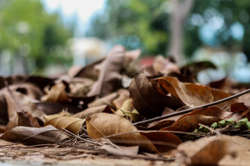 Garbage leaves on a blurry background