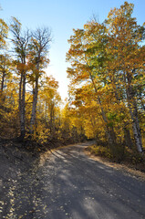 Vertical view of a dirt road in the country, framed by trees with beautiful golden and orange fall colors