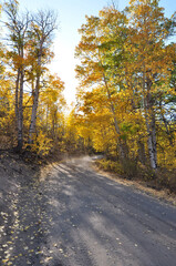 Obraz premium A rural country road, framed by trees with beautiful golden fall colors on either side