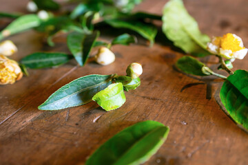 Fresh leaves and flowers of tea tree