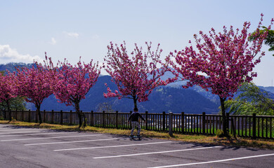 日本の桜並木