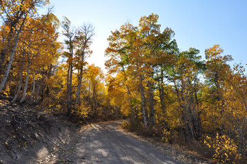 A pretty country road in California, framed on both sides by trees with colorful fall foliage