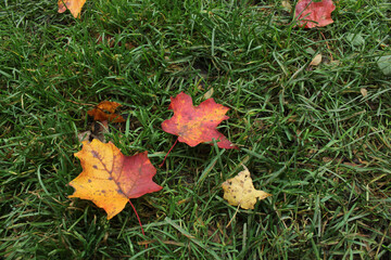 Maple leaves on the grass