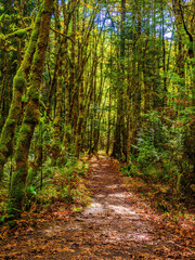 Walking trail in the forest during sunny autumn day