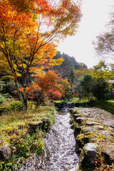 Obraz premium 湯平温泉（大分県由布市）花合野川の紅葉