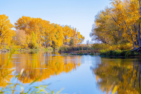 Bright yellow autumn trees are reflected along with the blue sky in the river. Soft focus. Grass in the foreground out of focus © AAA