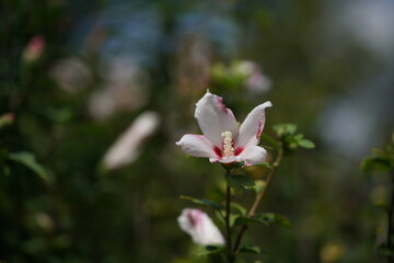 White Flowers of Rose of Sharon 'Shirosujiiri' in Full Bloom
