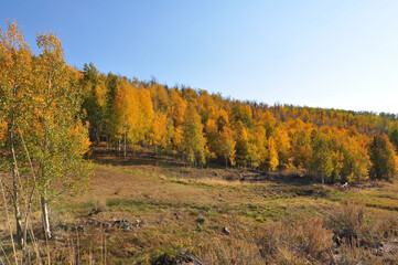 Hillside in California with vibrant fall colors on a sunny autumn day