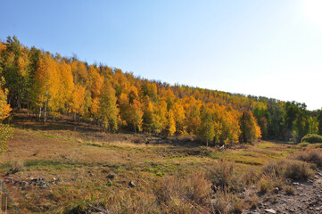 Hillside in California with vibrant fall colors on a sunny autumn day