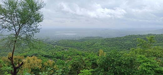 morning in the forest