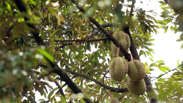 Bokeh Shift Focus Footage of Durian Crops On The Durian Tree