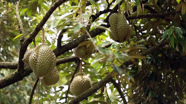 Bokeh Shift Focus Footage of Durian Crops On The Durian Tree