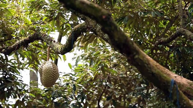 Bokeh Shift Focus Footage of Durian Crops On The Durian Tree