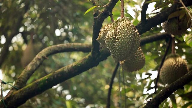 Bokeh Shift Focus Footage of Durian Crops On The Durian Tree