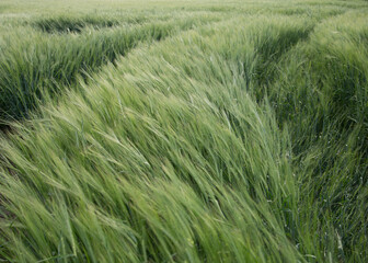 field of ripe rye. summer windy day In the field the green rye grows.. Selective focus