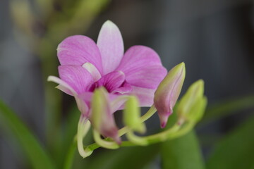 Obraz na płótnie Canvas Close up picture of Orchids flower