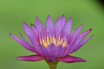 Close up photo of lotus flower