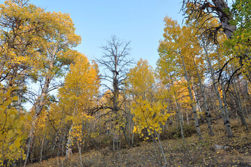 Fototapeta premium A grove of trees with beautiful orange, yellow and golden fall colors on a bright sunny autumn day in California