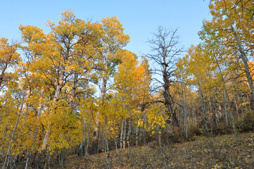 Fototapeta premium A grove of trees with beautiful orange, yellow and golden fall colors on a bright sunny autumn day in California