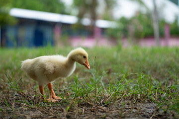 A young yellow gosling walks on the grass .